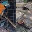 Quatro araras-canindés e dois jabutis foram resgatados de um cativeiro irregular em Bertioga, no litoral paulista. Os policiais localizaram os animais após ouvirem o canto das aves durante um patrulhamento - Imagem: PM Ambiental