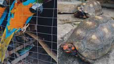 Quatro araras-canindés e dois jabutis foram resgatados de um cativeiro irregular em Bertioga, no litoral paulista. Os policiais localizaram os animais após ouvirem o canto das aves durante um patrulhamento - Imagem: PM Ambiental