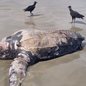 Tartaruga-de-couro de aproximadamente dois metros foi encontrada morta na terça-feira (20), no Balneário Adriana, em Ilha Comprida - Imagem: Ipec