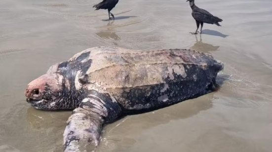 Tartaruga-de-couro de aproximadamente dois metros foi encontrada morta na terça-feira (20), no Balneário Adriana, em Ilha Comprida - Imagem: Ipec