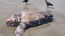 Tartaruga-de-couro de aproximadamente dois metros foi encontrada morta na terça-feira (20), no Balneário Adriana, em Ilha Comprida - Imagem: Ipec