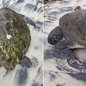 Tartaruga-verde foi encontrada debilitada por moradores em Ilha Comprida e encaminhada ao Instituto de Pesquisas Cananéia para tratamento - Imagem: Redes sociais