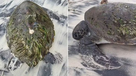 Tartaruga-verde foi encontrada debilitada por moradores em Ilha Comprida e encaminhada ao Instituto de Pesquisas Cananéia para tratamento - Imagem: Redes sociais