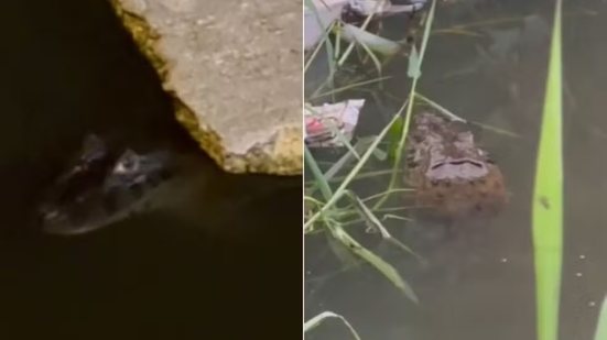Jacaré é flagrado em canal com lixo e vegetação densa em São Vicente (SP), gerando alerta entre moradores e autoridades - Imagem: g1 Santos