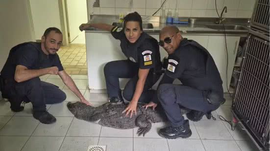 Com apoio da Guarda Portuária, a equipe utilizou técnicas de manejo para garantir a segurança do jacaré durante o resgate - Imagem: Divulgação/ Prefeitura de Santos
