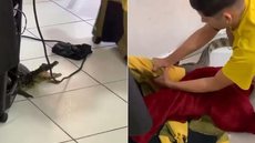Jacaré surpreendeu clientes ao aparecer dentro de salão de beleza em Cananéia, no litoral paulista. - Imagem: Arquivo Pessoal