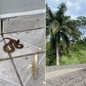 Filhote de jararaca foi encontrado em quintal de residência no bairro Vila Ponce, em Registro - Imagem: Arquivo Pessoal