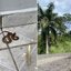 Filhote de jararaca foi encontrado em quintal de residência no bairro Vila Ponce, em Registro - Imagem: Arquivo Pessoal