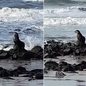 Lobo-marinho-subantártico foi encontrado descansando sobre as pedras da Praia Vera Cruz, em Mongaguá, durante o período de migração da espécie - Imagem:Fabiane Santos