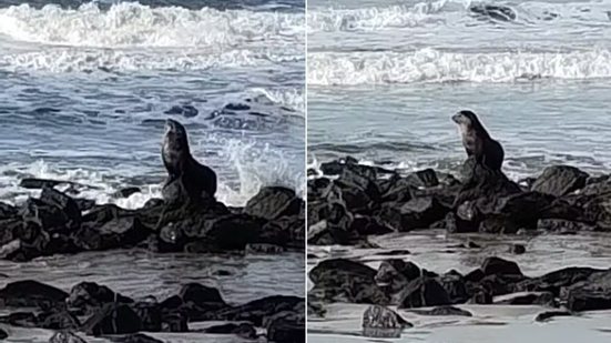 Lobo-marinho-subantártico foi encontrado descansando sobre as pedras da Praia Vera Cruz, em Mongaguá, durante o período de migração da espécie - Imagem:Fabiane Santos