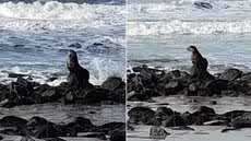 Lobo-marinho-subantártico foi encontrado descansando sobre as pedras da Praia Vera Cruz, em Mongaguá, durante o período de migração da espécie - Imagem:Fabiane Santos