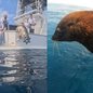 Os animais, resgatados feridos, agora estão saudáveis e equipados com rastreadores para monitoramento científico - Foto: Divulgação/ Instituto Gremar