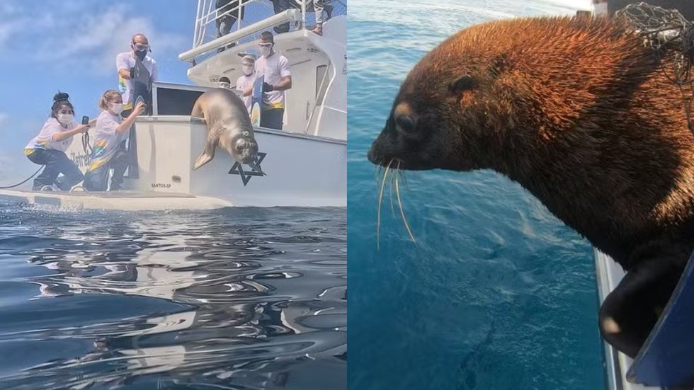 Os animais, resgatados feridos, agora estão saudáveis e equipados com rastreadores para monitoramento científico - Foto: Divulgação/ Instituto Gremar