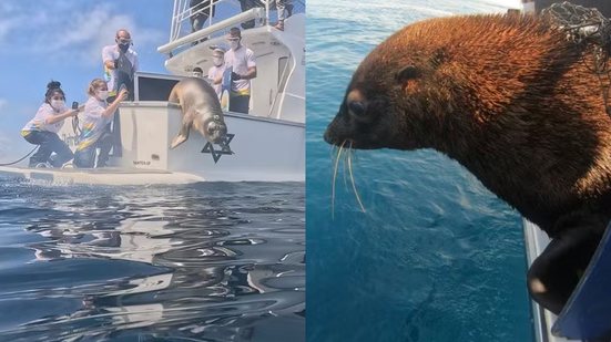 Os animais, resgatados feridos, agora estão saudáveis e equipados com rastreadores para monitoramento científico - Foto: Divulgação/ Instituto Gremar