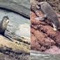 Lobo-marinho-subantártico foi registrado por um pescador enquanto descansava nas pedras da Ilha das Cabras, em Itanhaém, no litoral de São Paulo, no sábado (26) - Imagem: Arquivo Pessoal/Fernando Sousa