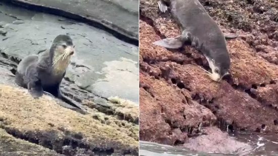 Lobo-marinho-subantártico foi registrado por um pescador enquanto descansava nas pedras da Ilha das Cabras, em Itanhaém, no litoral de São Paulo, no sábado (26) - Imagem: Arquivo Pessoal/Fernando Sousa