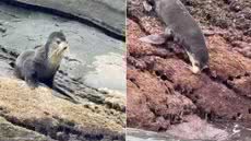 Lobo-marinho-subantártico foi registrado por um pescador enquanto descansava nas pedras da Ilha das Cabras, em Itanhaém, no litoral de São Paulo, no sábado (26) - Imagem: Arquivo Pessoal/Fernando Sousa