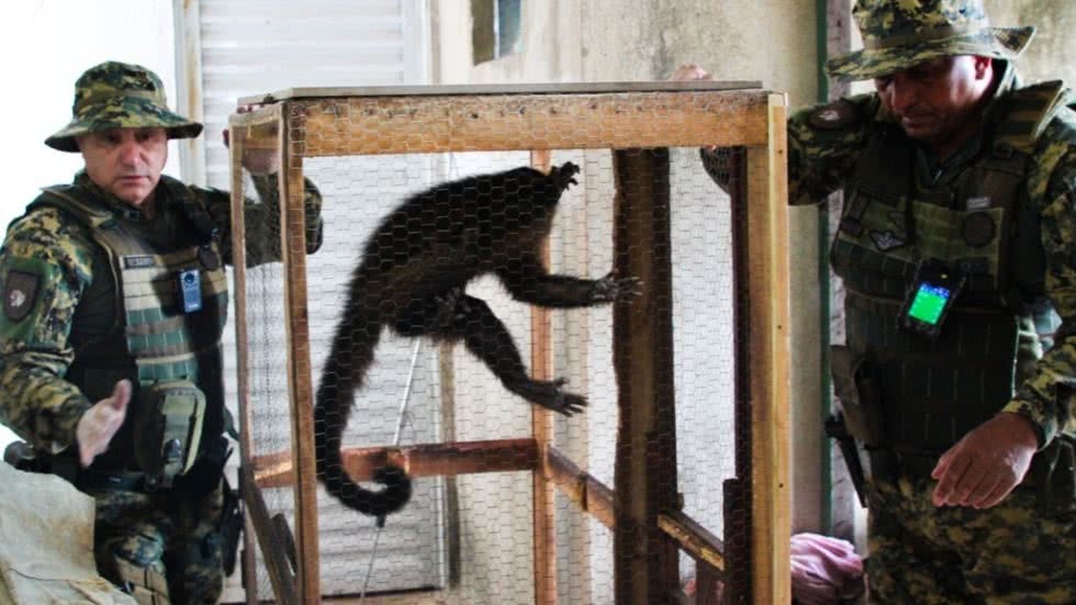 Após o resgate, o macaco-prego foi levado para avaliação clínica em um instituto especializado para verificar sua saúde - Foto: Divulgação/ Prefeitura de São Vicente
