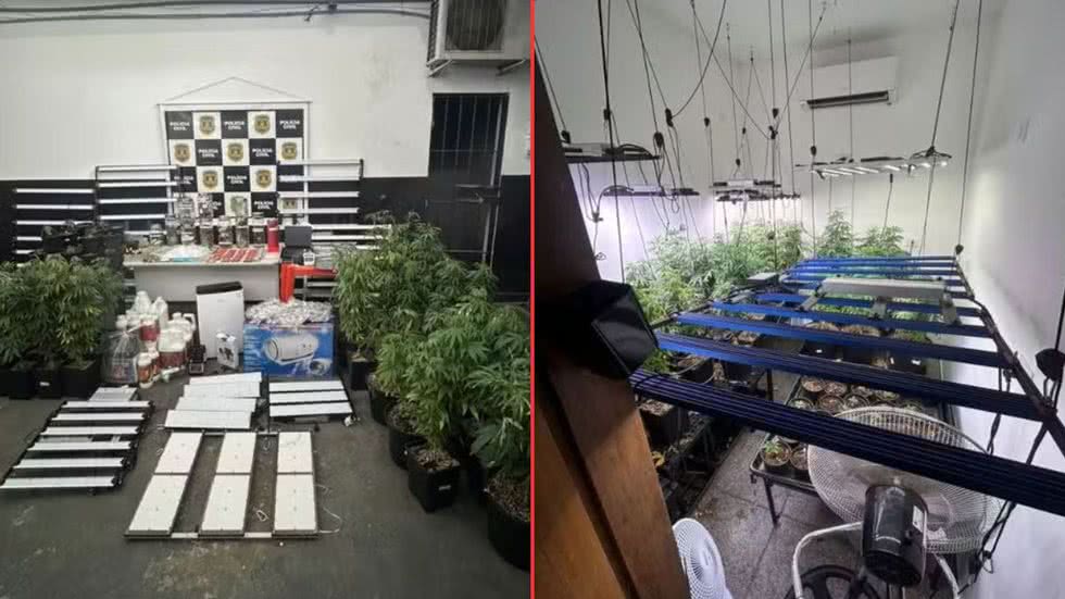 Polícia Civil encontra cultivo de maconha em apartamento no bairro Ponta da Praia, Santos, e prende homem de 40 anos - Foto: Divulgação/ Polícia Civil