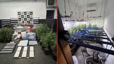 Polícia Civil encontra cultivo de maconha em apartamento no bairro Ponta da Praia, Santos, e prende homem de 40 anos - Foto: Divulgação/ Polícia Civil