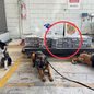 A apreensão destaca a importância dos cães farejadores na luta contra o tráfico de drogas no Brasil, especialmente em portos - Foto: Divulgação/ Receita Federal