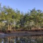 Corpo foi localizado no bairro Jardim Real; perícia trabalha para esclarecer causa da morte e identidade da vítima - Foto: Mongabay Brasil