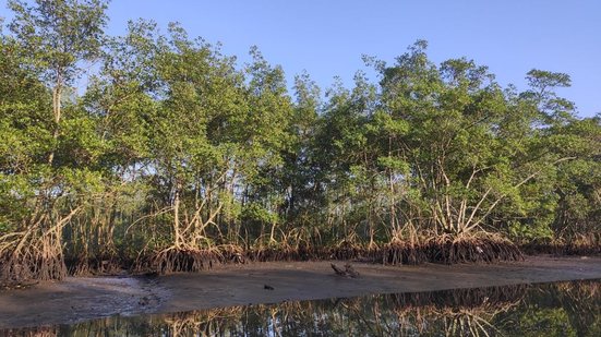 Corpo foi localizado no bairro Jardim Real; perícia trabalha para esclarecer causa da morte e identidade da vítima - Foto: Mongabay Brasil