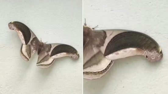 Mariposa registrada em Praia Grande apresenta nas extremidades das asas um padrão que lembra cabeças de cobra. Segundo especialista, o inseto pertence ao gênero Rhescyntis e pode atingir até 18 centímetros de envergadura - Imagem: Arquivo Pessoal
