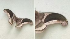 Mariposa registrada em Praia Grande apresenta nas extremidades das asas um padrão que lembra cabeças de cobra. Segundo especialista, o inseto pertence ao gênero Rhescyntis e pode atingir até 18 centímetros de envergadura - Imagem: Arquivo Pessoal