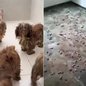 Cães da raça Shih Tzu foram resgatados em situação de abandono em uma casa de Santos e agora recebem cuidados veterinários e acompanhamento em entidade de proteção animal - Imagem: Reprodução/Instituto Eliseu