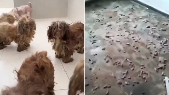 Cães da raça Shih Tzu foram resgatados em situação de abandono em uma casa de Santos e agora recebem cuidados veterinários e acompanhamento em entidade de proteção animal - Imagem: Reprodução/Instituto Eliseu