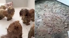 Cães da raça Shih Tzu foram resgatados em situação de abandono em uma casa de Santos e agora recebem cuidados veterinários e acompanhamento em entidade de proteção animal - Imagem: Reprodução/Instituto Eliseu