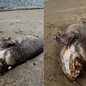 Mero de aproximadamente 2 metros e 150 quilos foi encontrado morto na praia da Boca da Barra, em Itanhaém, no litoral de São Paulo. A espécie é ameaçada de extinção e tem a pesca proibida no Brasil - Imagem: Fernando Sousa