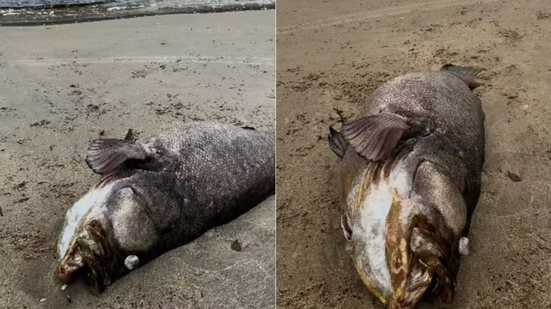 Mero de aproximadamente 2 metros e 150 quilos foi encontrado morto na praia da Boca da Barra, em Itanhaém, no litoral de São Paulo. A espécie é ameaçada de extinção e tem a pesca proibida no Brasil - Imagem: Fernando Sousa