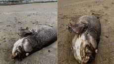 Mero de aproximadamente 2 metros e 150 quilos foi encontrado morto na praia da Boca da Barra, em Itanhaém, no litoral de São Paulo. A espécie é ameaçada de extinção e tem a pesca proibida no Brasil - Imagem: Fernando Sousa