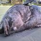Peixe de 2 metros e 180 kg é encontrado sem vida na Praia da Enseada, em Guarujá, levantando preocupações sobre a conservação da espécie - Foto: Instituto Gremar