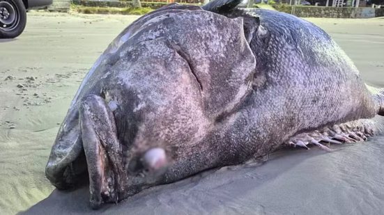 Peixe de 2 metros e 180 kg é encontrado sem vida na Praia da Enseada, em Guarujá, levantando preocupações sobre a conservação da espécie - Foto: Instituto Gremar