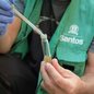 Vacina contra dengue disponível para jovens; medidas de prevenção são essenciais para evitar a proliferação do vetor - Imagem: Divulgação/ Prefeitura de Santos