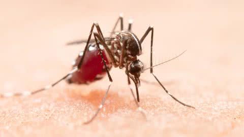 Mutirão contra o Aedes Aegypti elimina 56 focos de mosquito em bairros de Santos - Imagem: reprodução Freepik