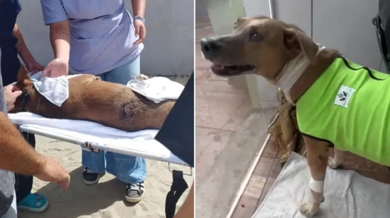 Neguinha, cadela comunitária do Canto do Forte, se recupera após cirurgia - Imagem: Reprodução