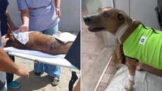 Neguinha, cadela comunitária do Canto do Forte, se recupera após cirurgia - Imagem: Reprodução