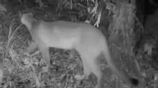 Onça-parda é registrada em área de mata na região continental de Santos e reforça importância da preservação ambiental. - Imagem: Reprodução / @guardiao.da.natureza