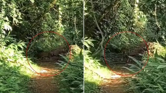 Onça-pintada é registrada por guia ambiental durante trilha no Parque Estadual Turístico do Alto Ribeira - Imagem: João Otávio Tijolli de Freitas