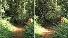 Onça-pintada é registrada por guia ambiental durante trilha no Parque Estadual Turístico do Alto Ribeira - Imagem: João Otávio Tijolli de Freitas