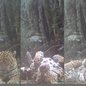 A Fundação Florestal protege a localização do vídeo para garantir a segurança da onça-pintada contra a caça ilegal - Foto: Fundação Florestal/ Divulgação