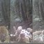 A Fundação Florestal protege a localização do vídeo para garantir a segurança da onça-pintada contra a caça ilegal - Foto: Fundação Florestal/ Divulgação
