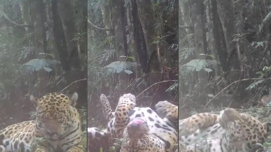 A Fundação Florestal protege a localização do vídeo para garantir a segurança da onça-pintada contra a caça ilegal - Foto: Fundação Florestal/ Divulgação