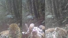 A Fundação Florestal protege a localização do vídeo para garantir a segurança da onça-pintada contra a caça ilegal - Foto: Fundação Florestal/ Divulgação