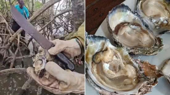 Pesquisadores e comunidades tradicionais participam de ações para retirar ostras invasoras dos manguezais de Cananéia e reduzir os impactos sobre as espécies nativas - Imagem: Divulgação/Unesp e Rinaldo Rori/TV Tribuna