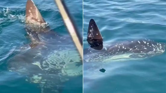 Peixe-lua foi avistado por um pescador esportivo durante passeio de moto aquática nas proximidades da Praia do Centro, em Itanhaém - Imagem: Arquivo Pessoal/Fernando Sousa